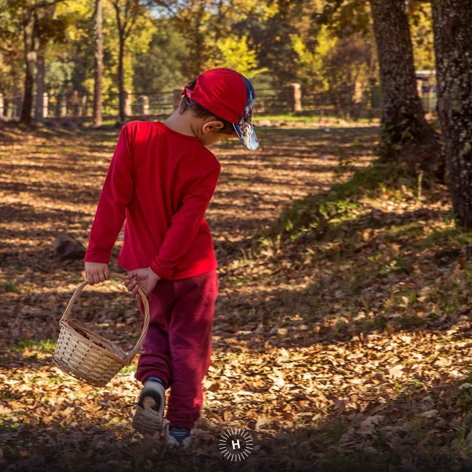Turismo micológico en otoño