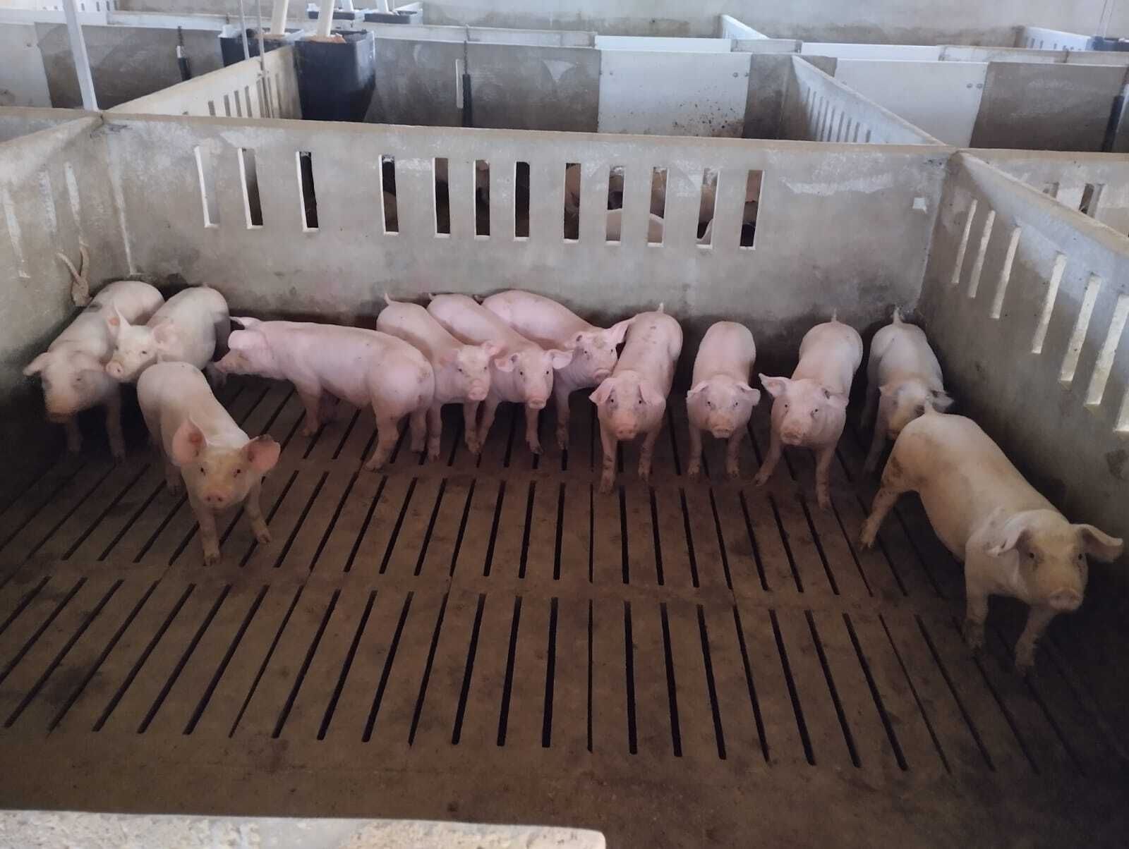 Explotación ganadera de porcino.