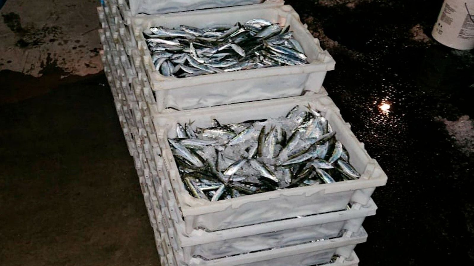 Sardinas | Imagen de archivo