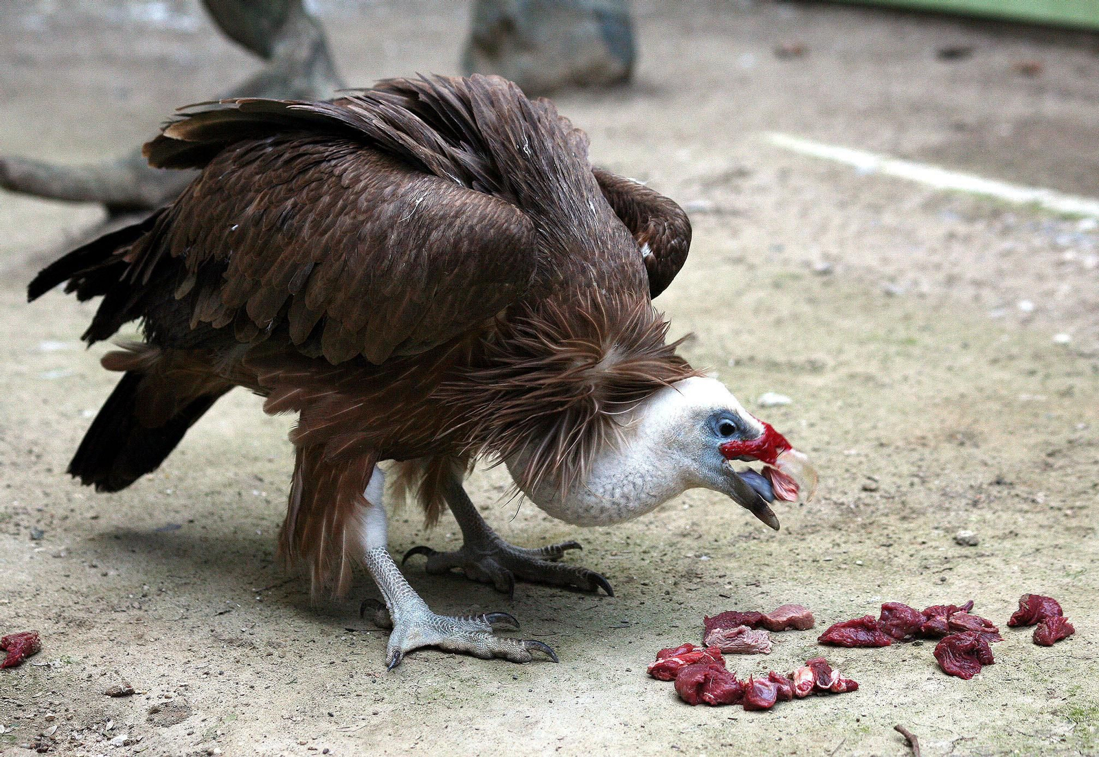 Medio Pico, alimentándose por sí solo en el Zoobotánico formando ya parte del grupo de los buitres leonados.