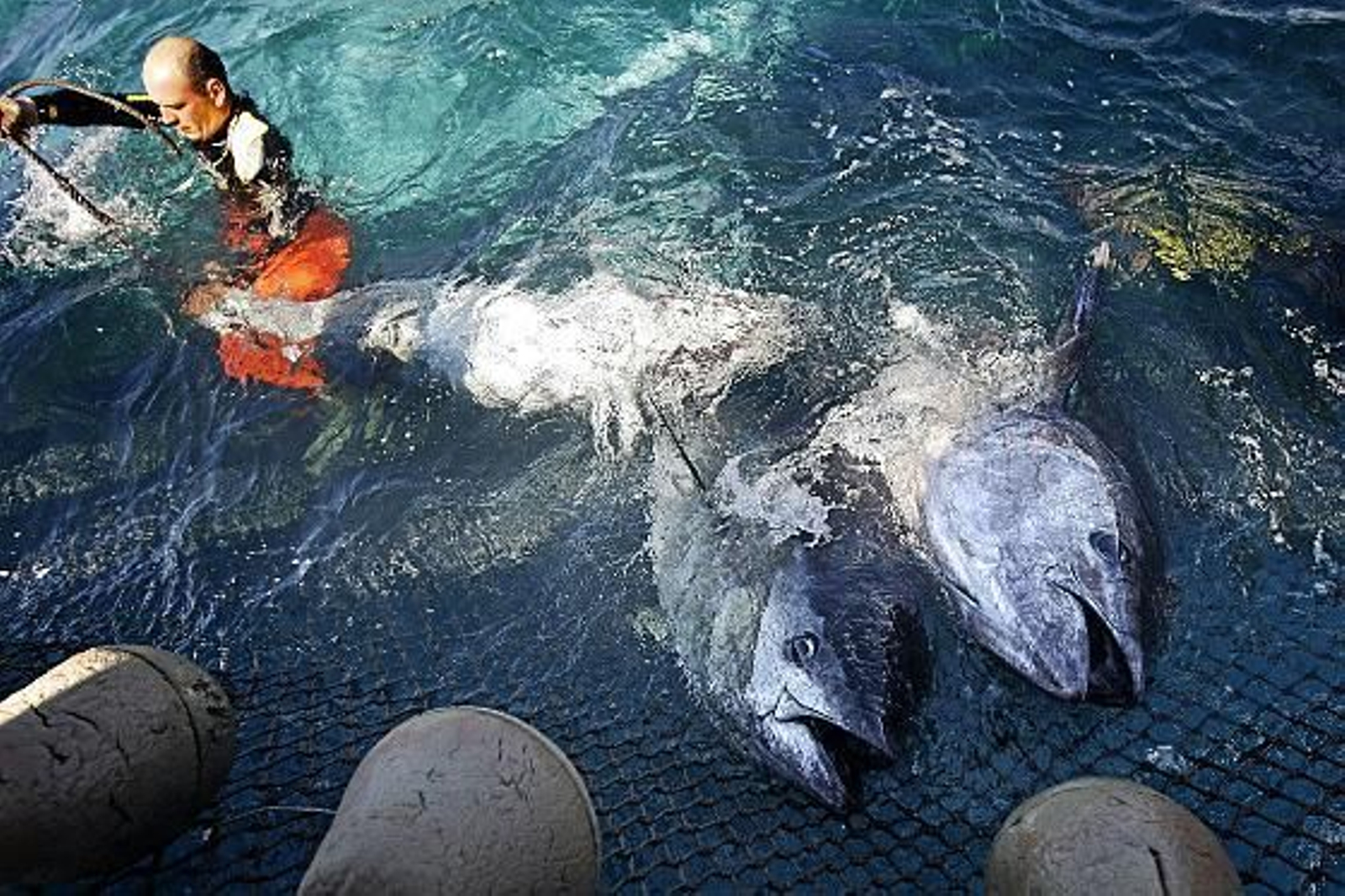 Cincuenta cocineros de elite asisten a la primera levantá en la almadraba de Barbate.

Foto: Julio Gonzalez