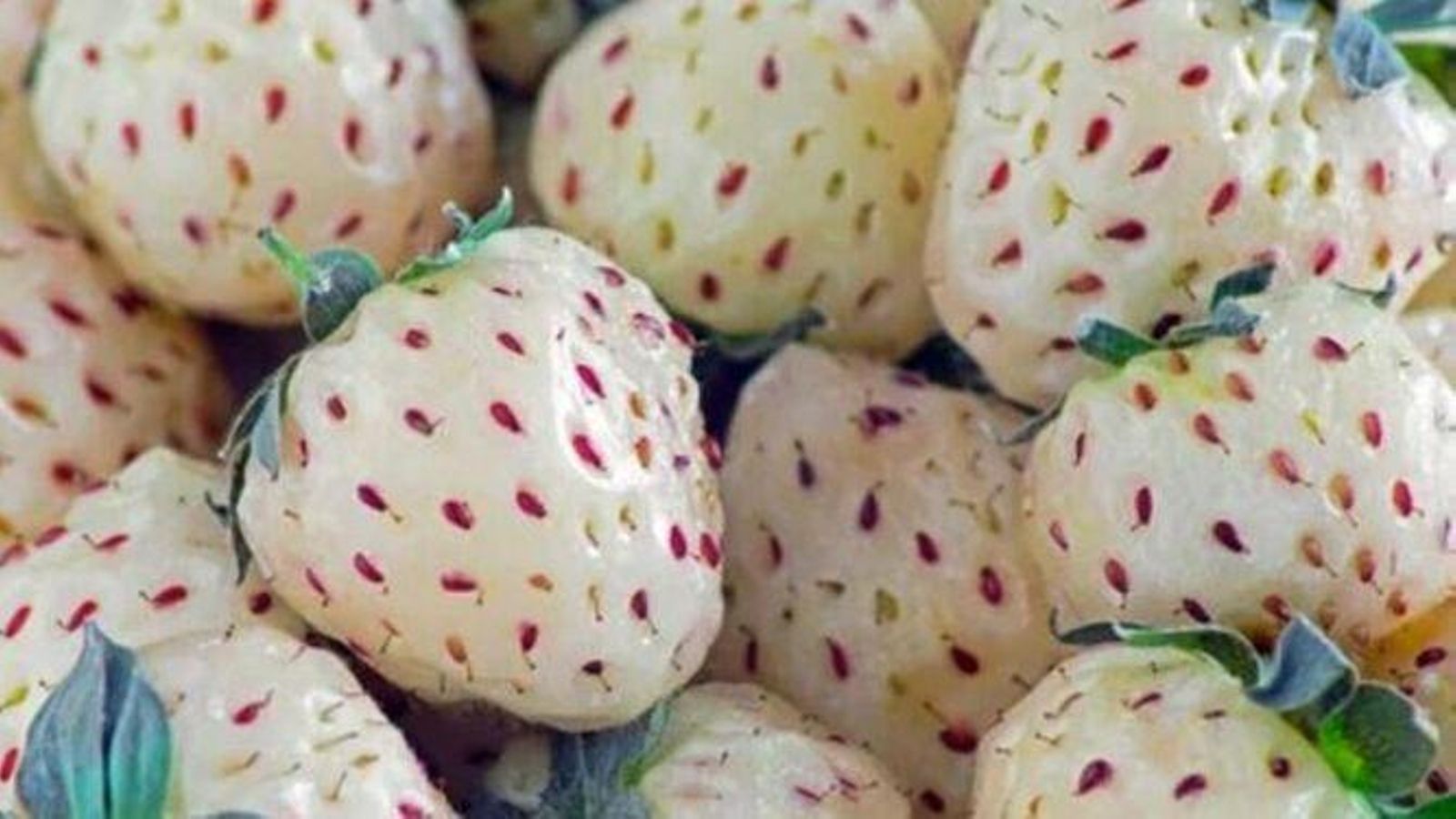 Fresas blancas