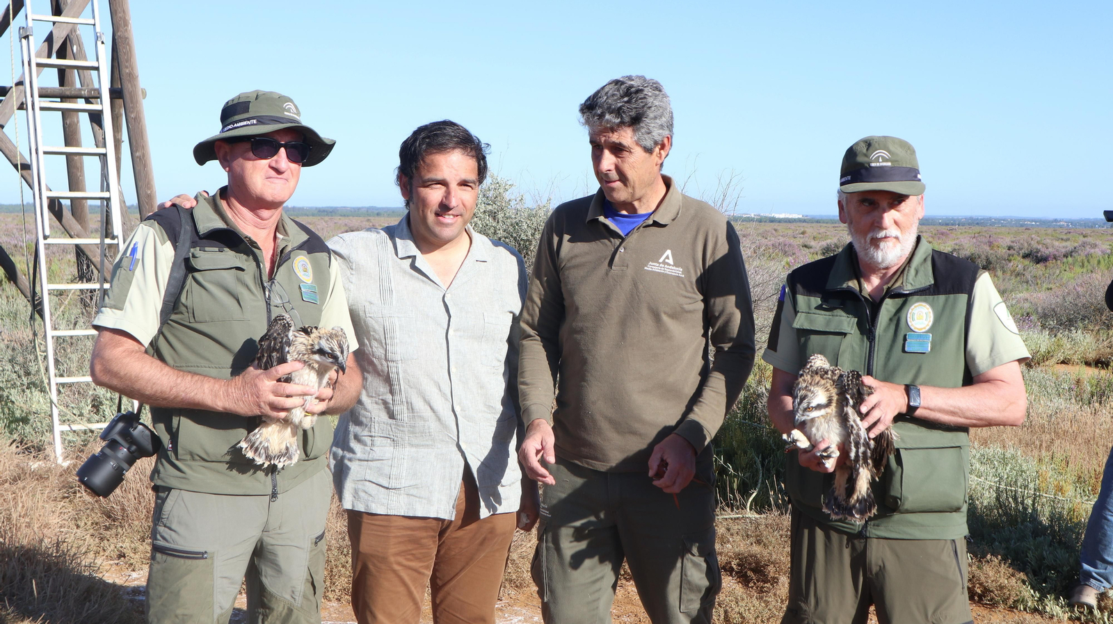 Anillamiento de tres pollos de águila pescadora nacidas en el Paraje Natural Marismas del Odiel
