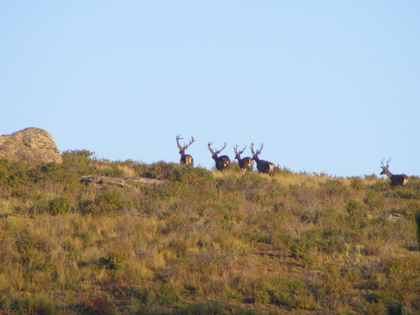 Sarah estanislau transando porn shes a hot little number
