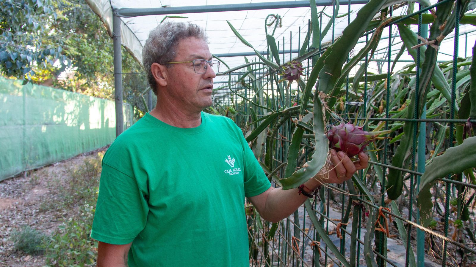 Uno de los encargados de la finca mirando el punto de maduración de la pitaya Uno de los encargados de la finca mirando el punto de maduración de la pitaya