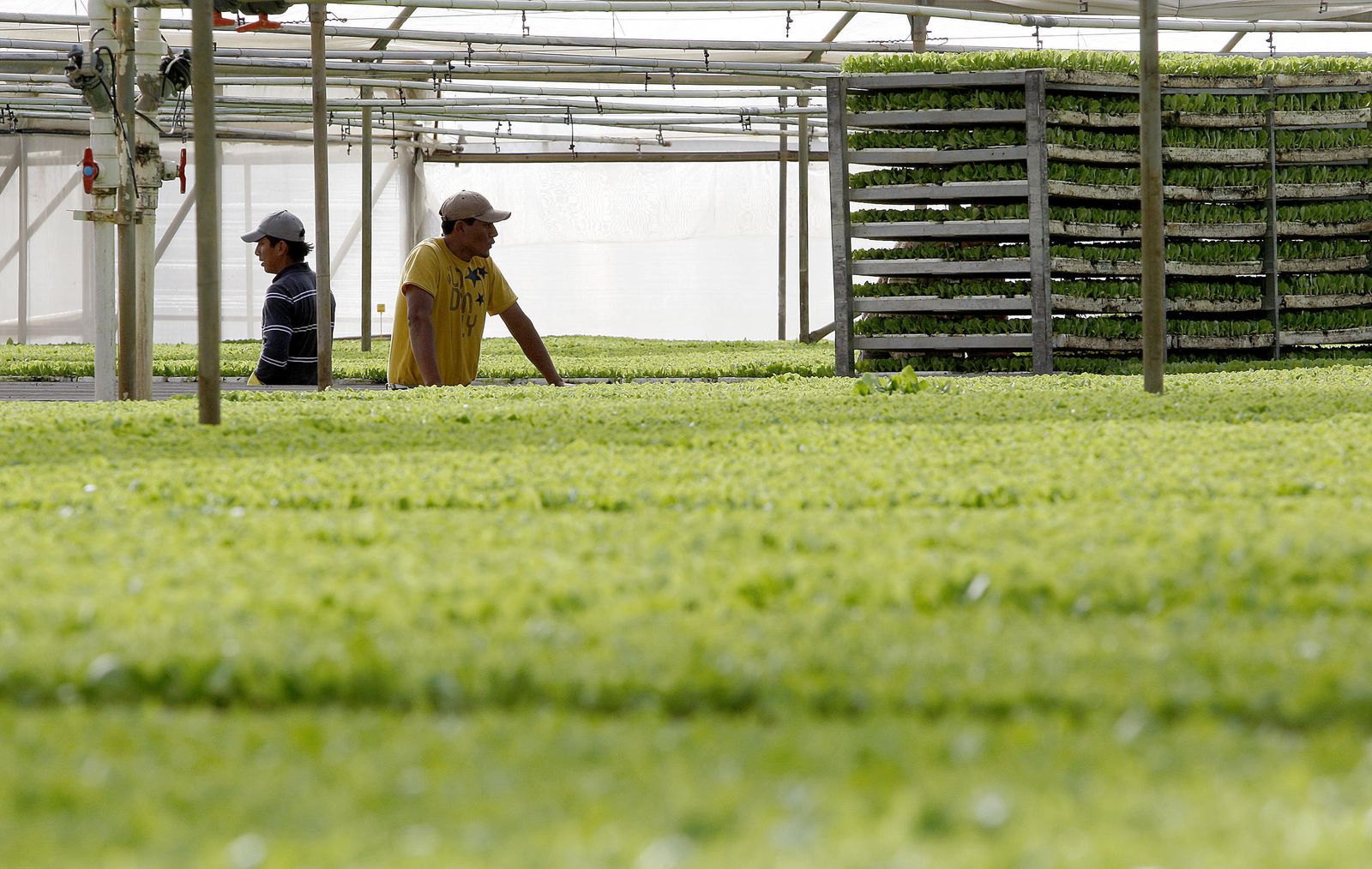 Trabajadores extranjeros en una explotación agrícola.