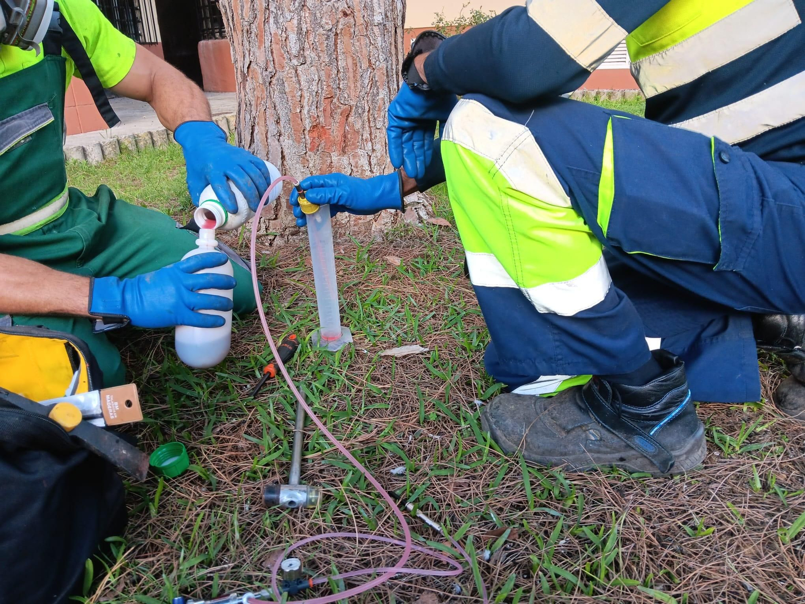 Tratamiento de endoterapia epara combatir la procesionaria en Puerto real