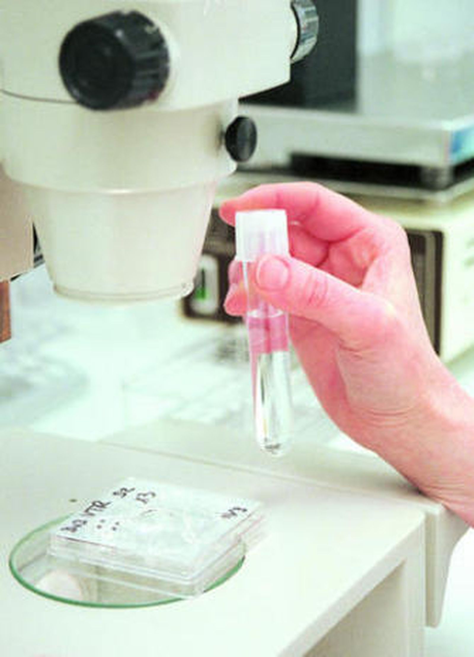 La inseminación se consigue con una técnica de laboratorio inyectando los espermatozoides en el útero.