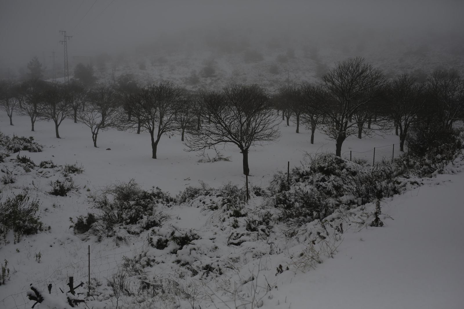 Castaños cubiertos de nieve en Parauta.