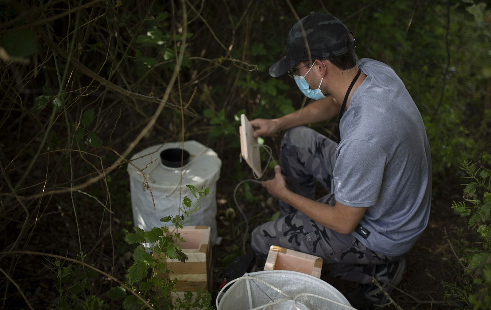 Un técnico de la Estación Biológica de Doñana revisa una trampa para mosquitos en el término de La Puebla del Río.