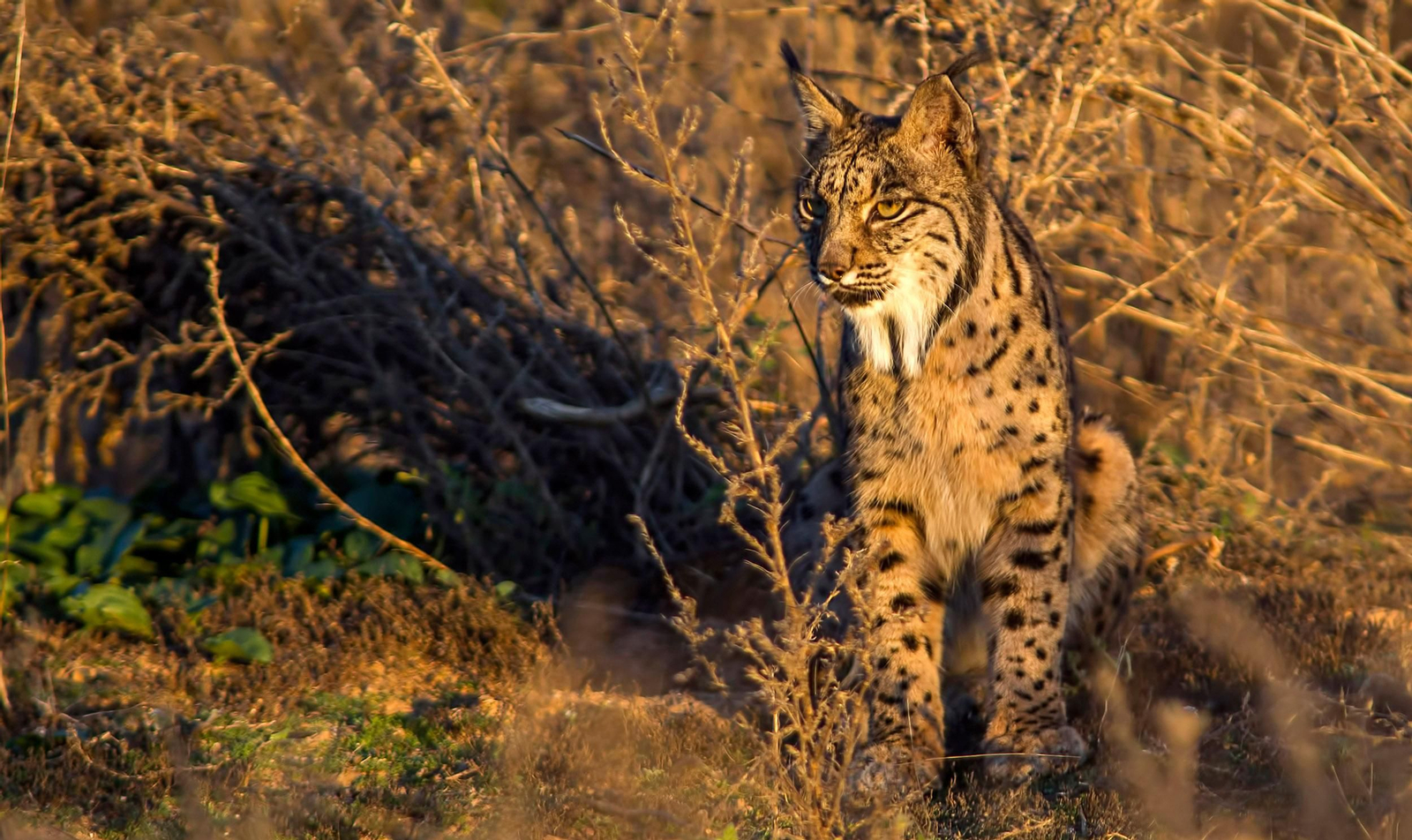 Un ejemplar de lince en Doñana.