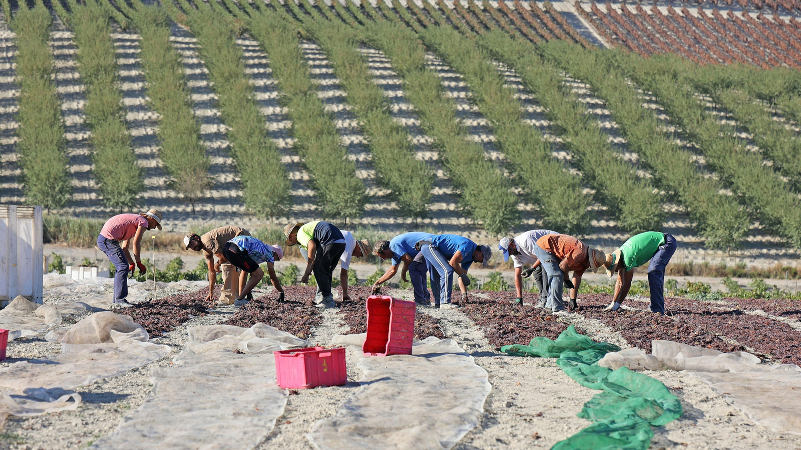 Asoleo de Pedro Ximénez en González Byass