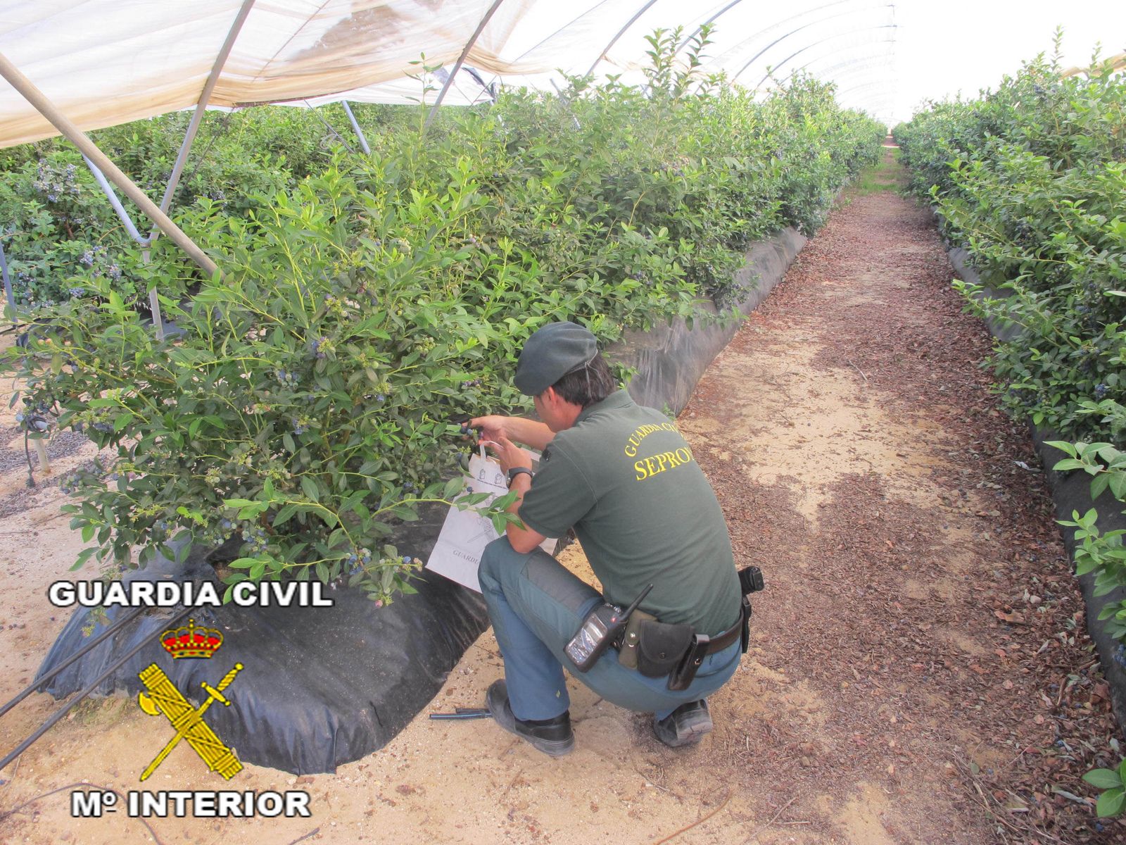 Intervención de la Guardia Civil de plantas de arándanos en la provincia.