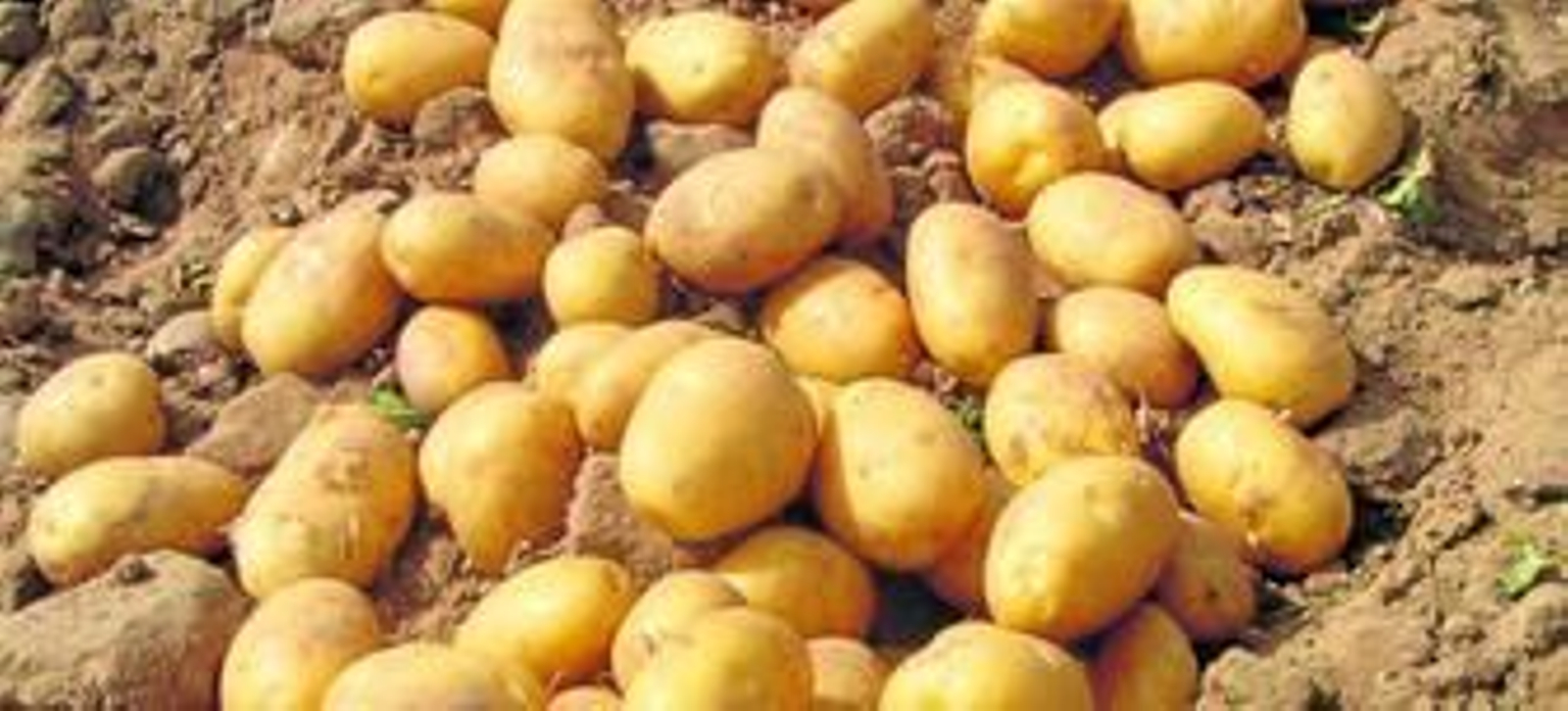 Patatas con chubasquero