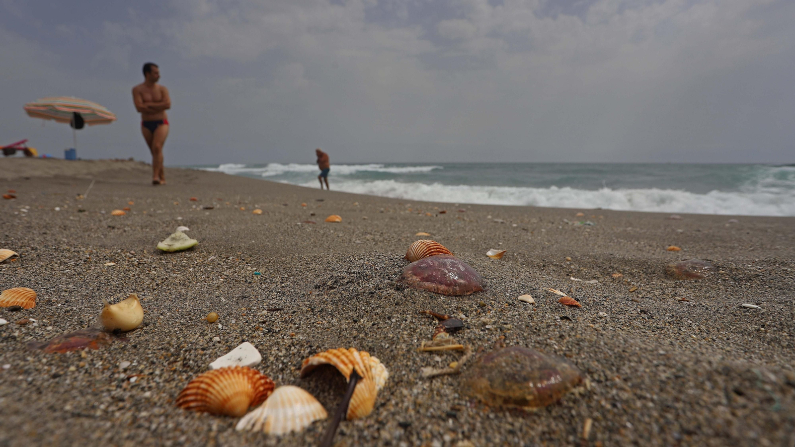 Fotos de la invasión de medusas en las playas del Campo de Gibraltar