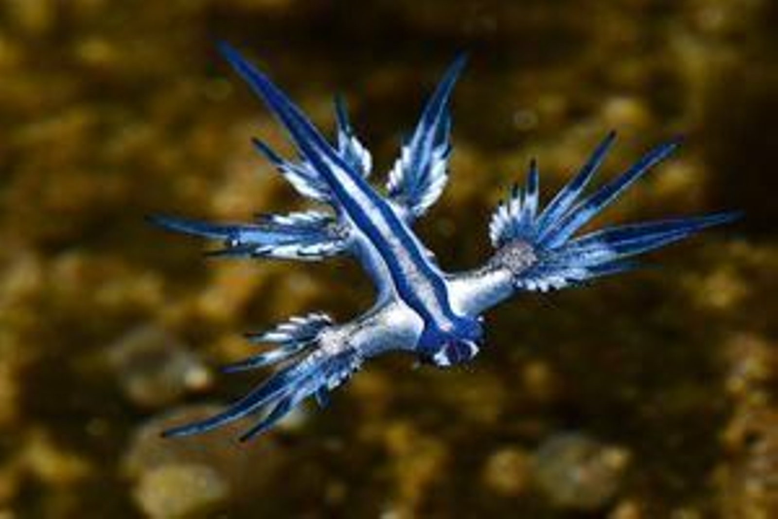 Una imagen de un dragón azul.