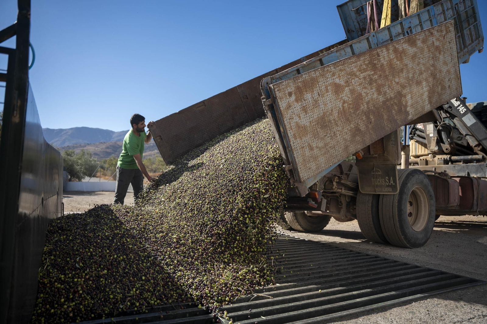 Os enseñamos como se hace el aceite en la almazara de Fiñana, en imágenes