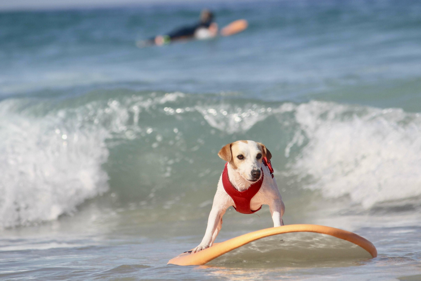 Pipper este martes en el Palmar