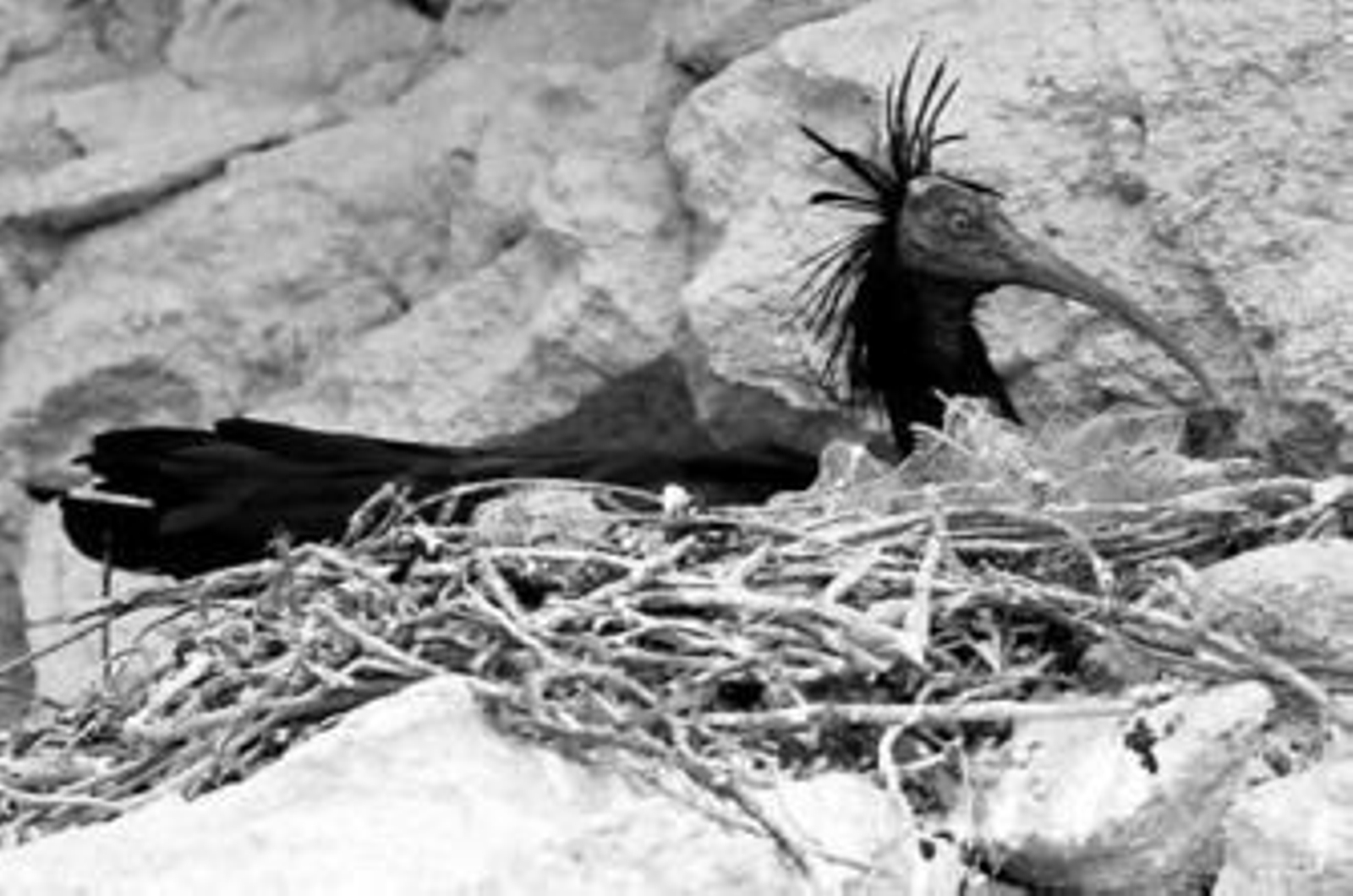 El macho de Ibis eremita custodia su nido en un acantilado del Parque Natural de la Breña.