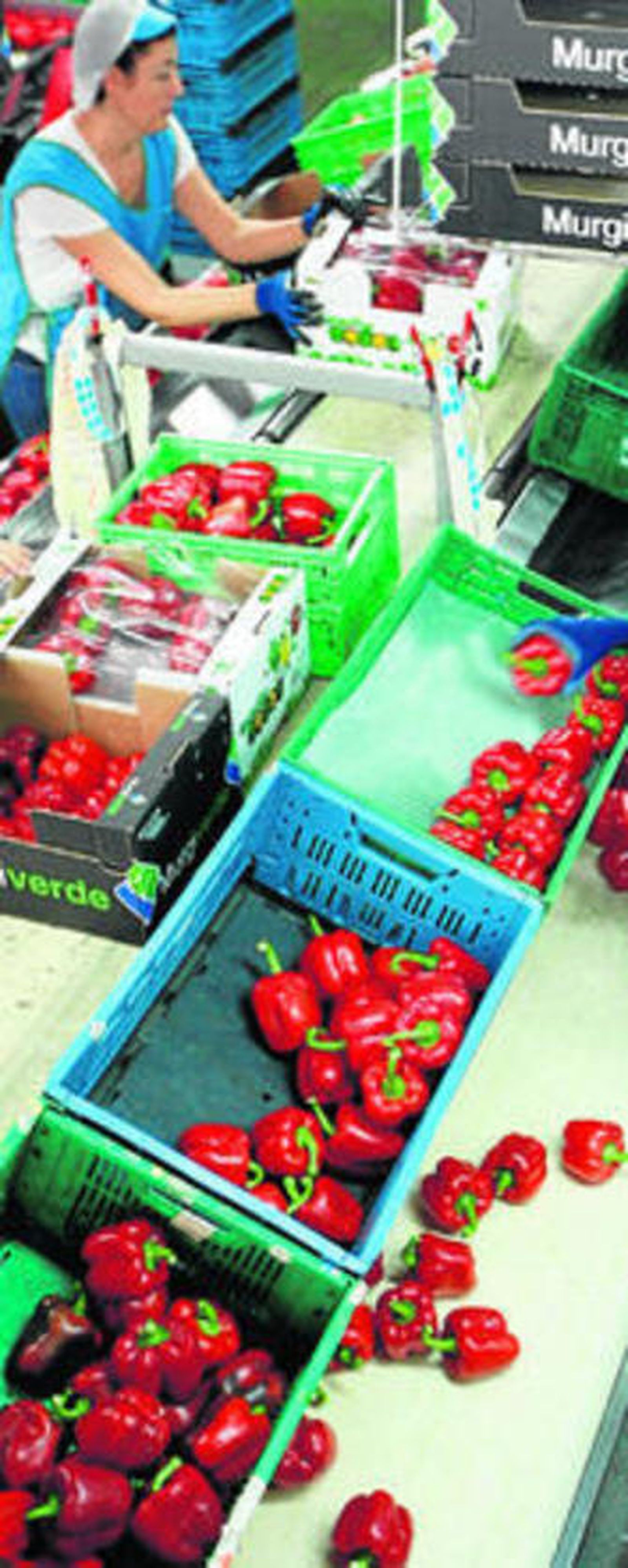 Las empresas hortofrutícolas, las más inspeccionadas por la AICA.