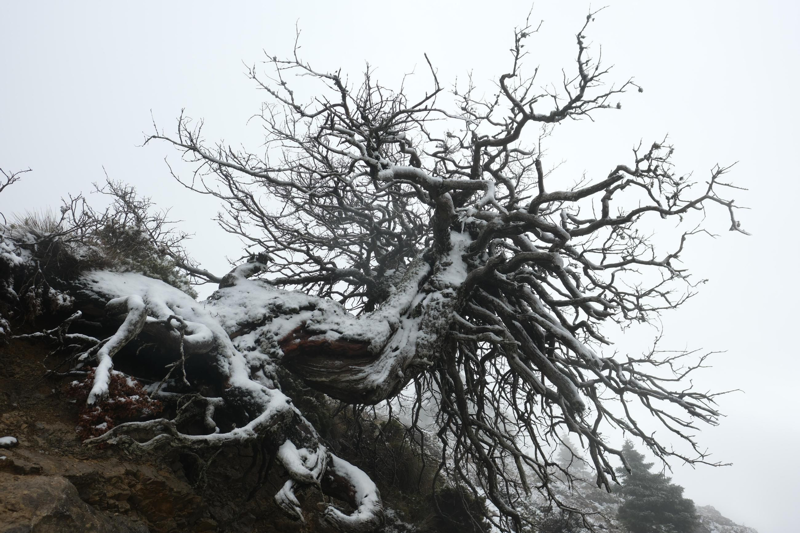 Estampa invernal en al Parque Nacional Sierra de las Nieves, en imágenes