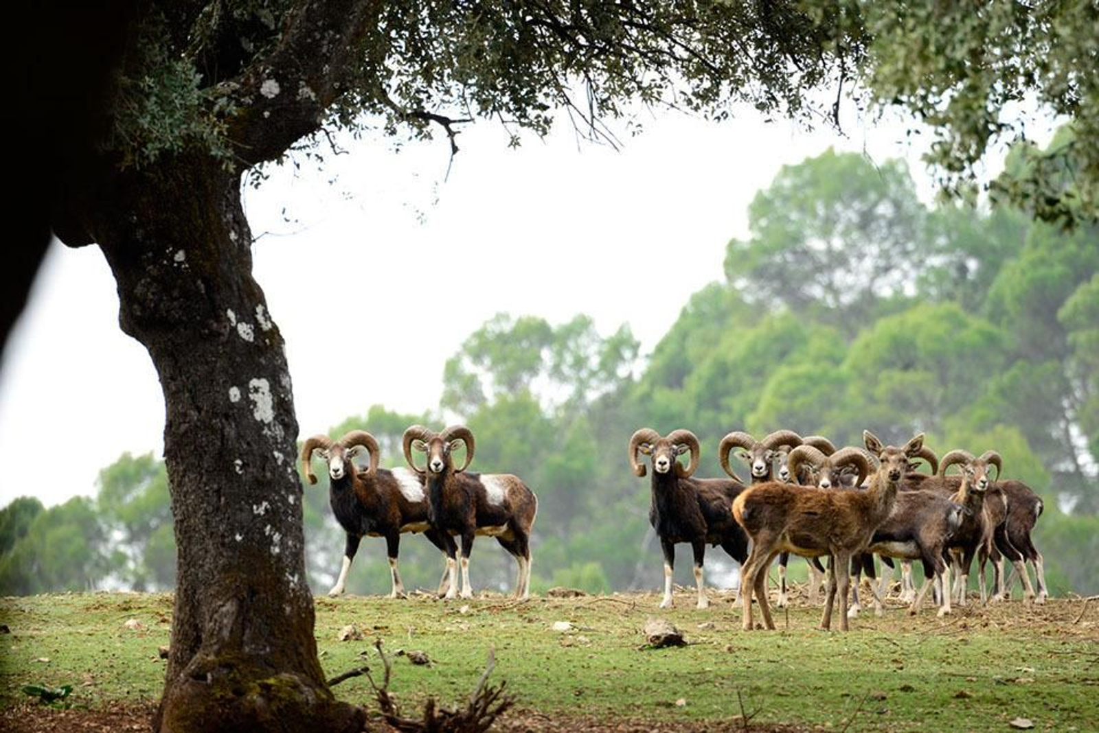 Fauna del Parque Cinegético Collado del Almendral.