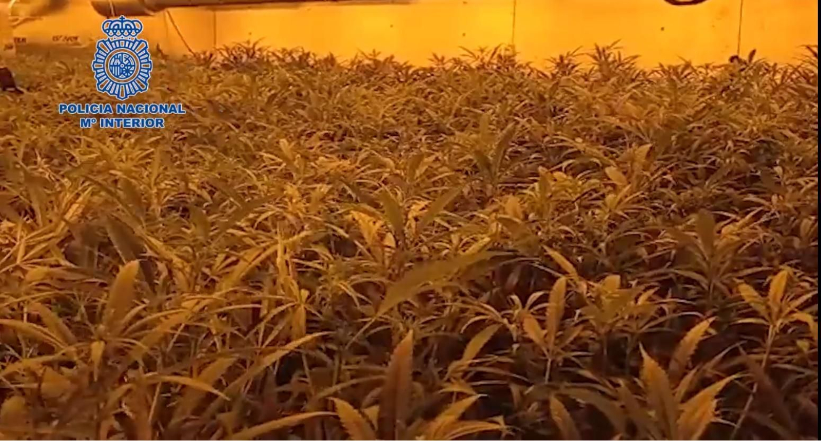 Parte de la marihuana incautada.