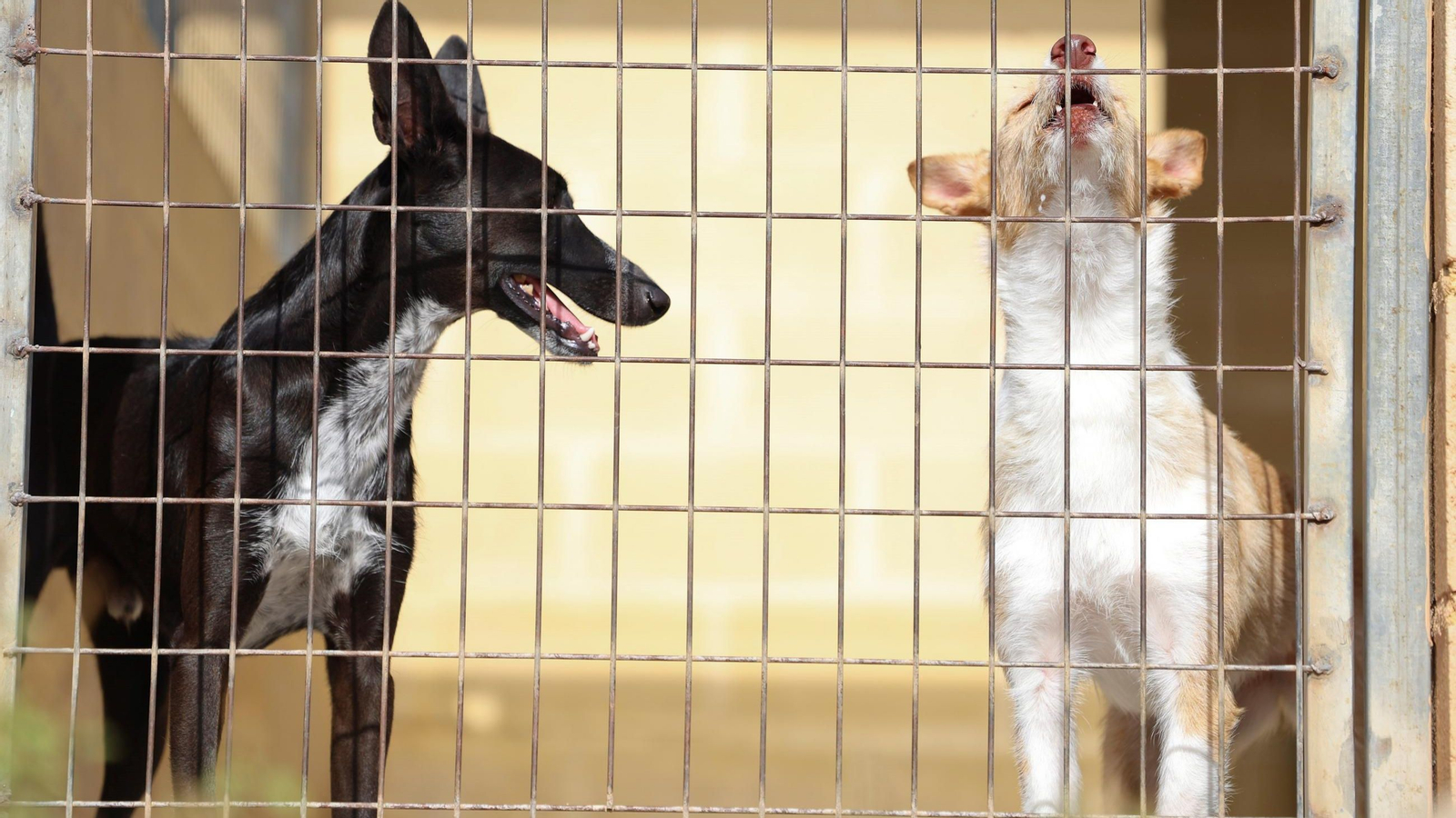 Los perros que buscan familia en la protectora de Animales de Málaga