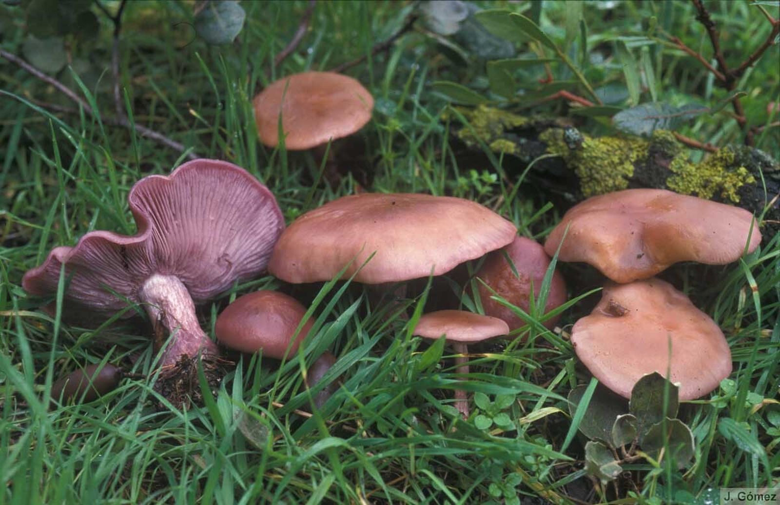 Pie azul (lepista saeva)