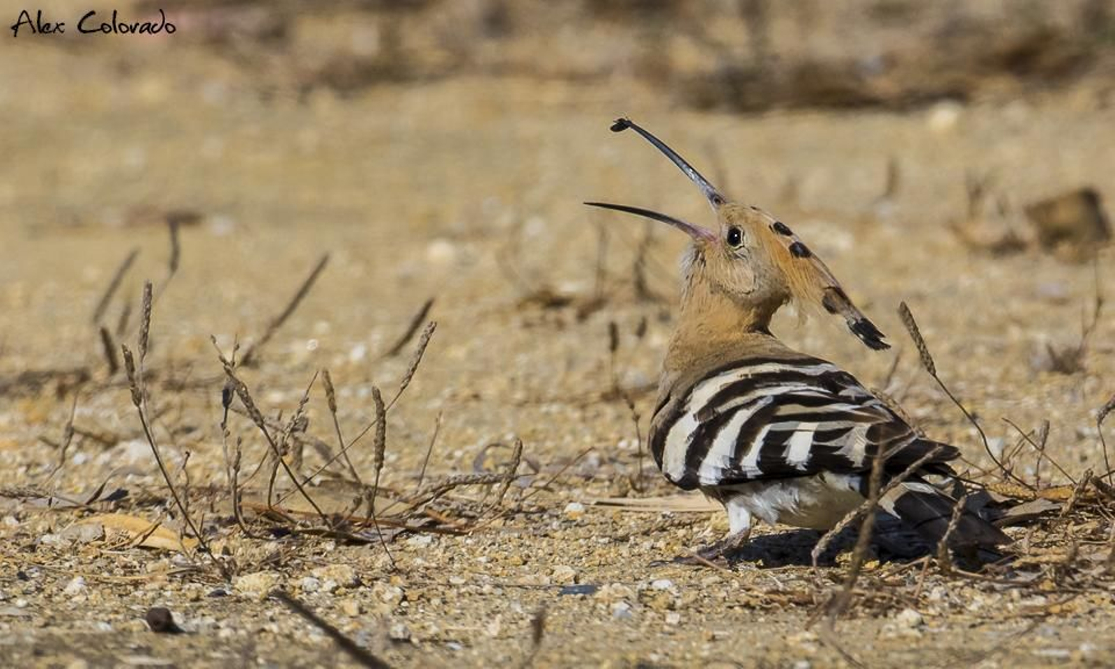 Imagen de archivo de una abubilla.