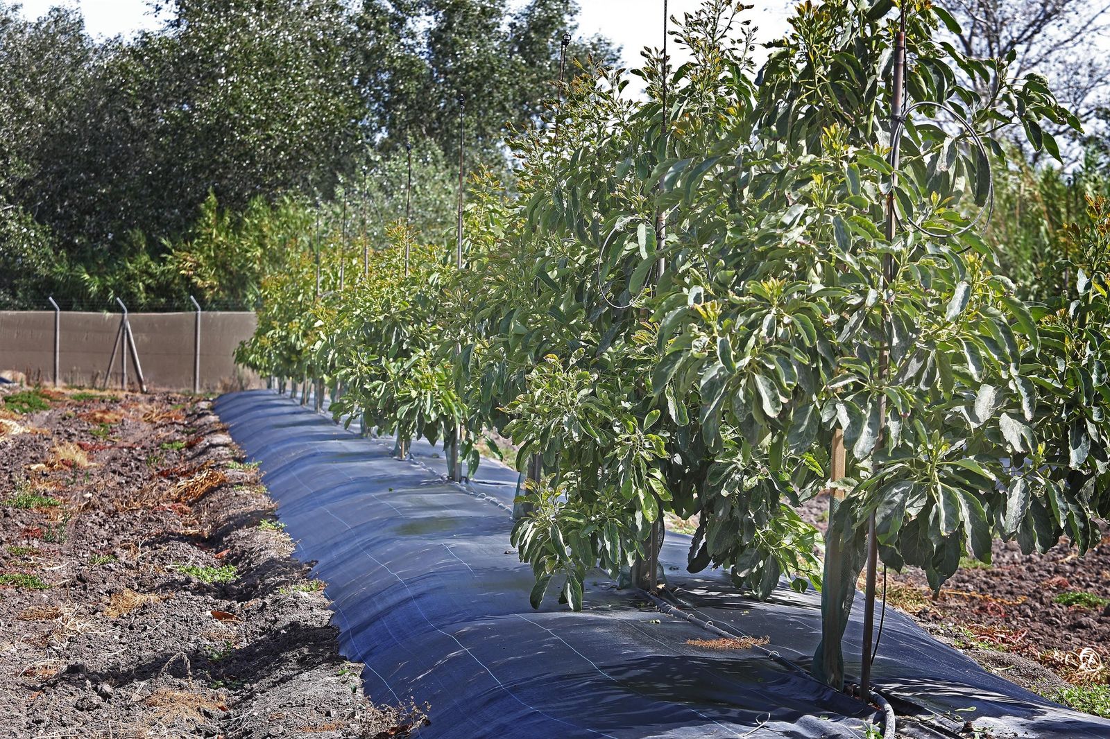 Aguacate:EL "oro verde"ya se cultiva en jerez