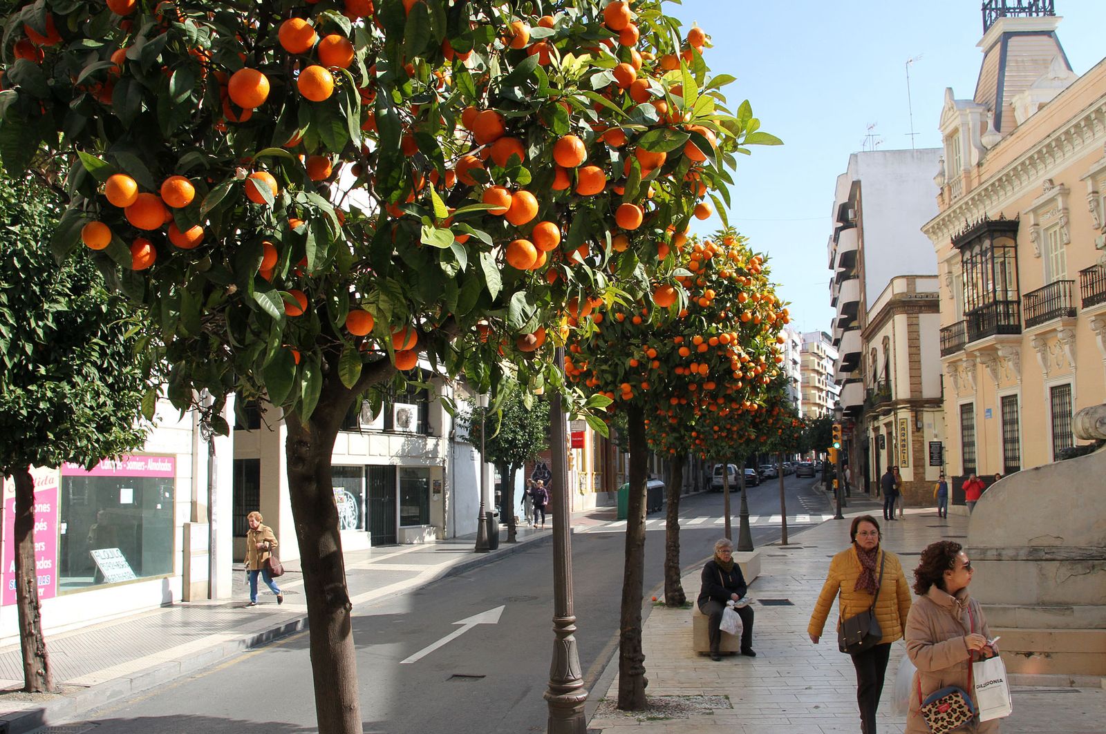 Hilera de naranjos en el centro de la capital.