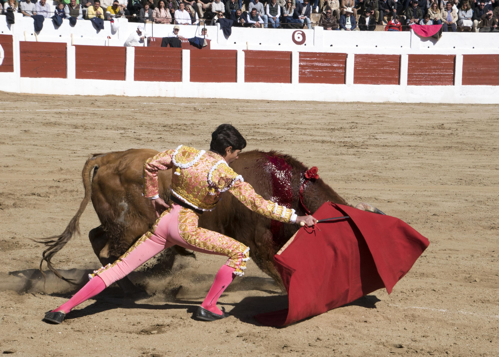 El triunfo del novillero Manuel Román en Linares, en imágenes