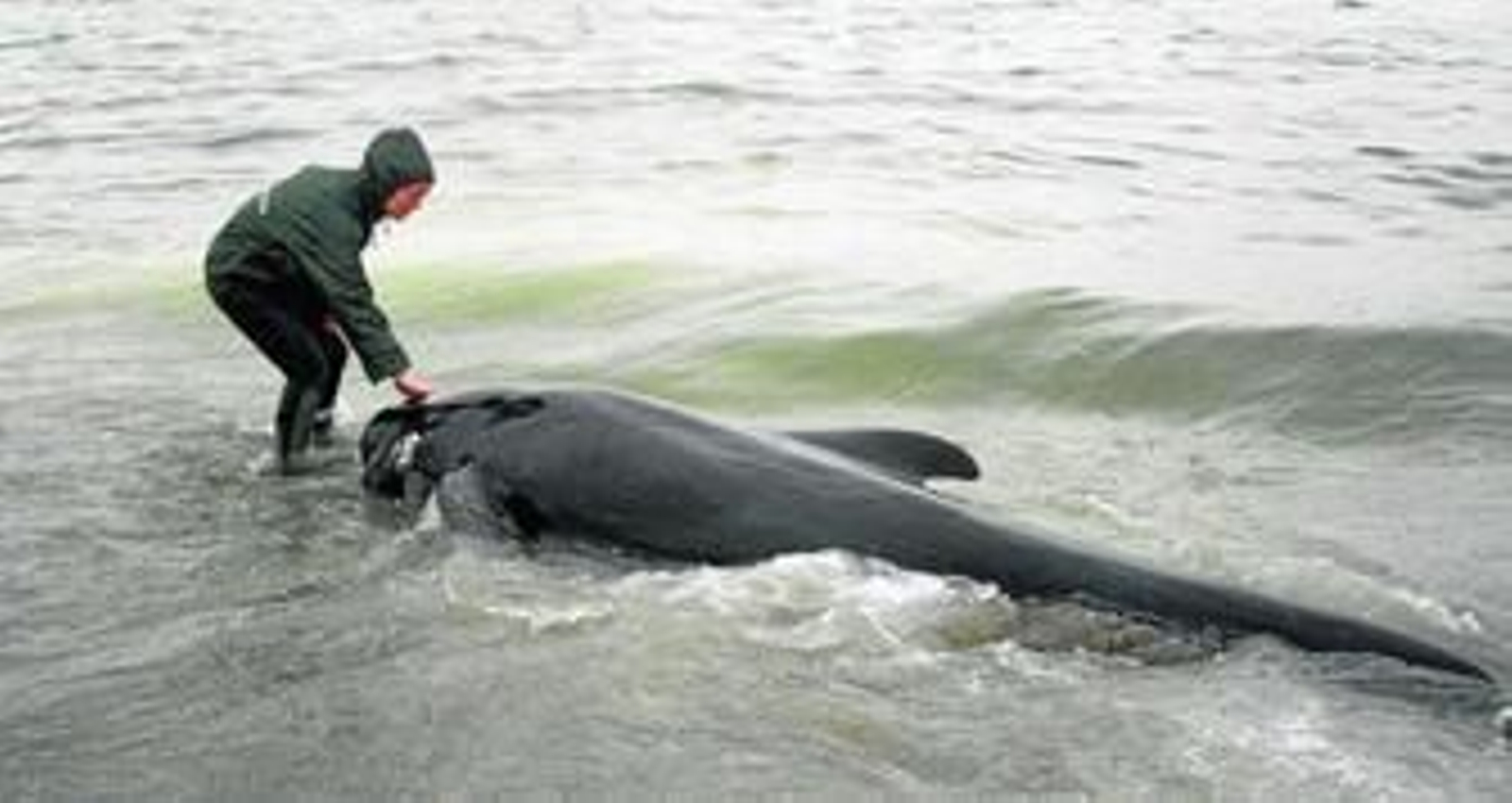 La veterinaria del Cegma, junto al calderón varado en La Atunara.
