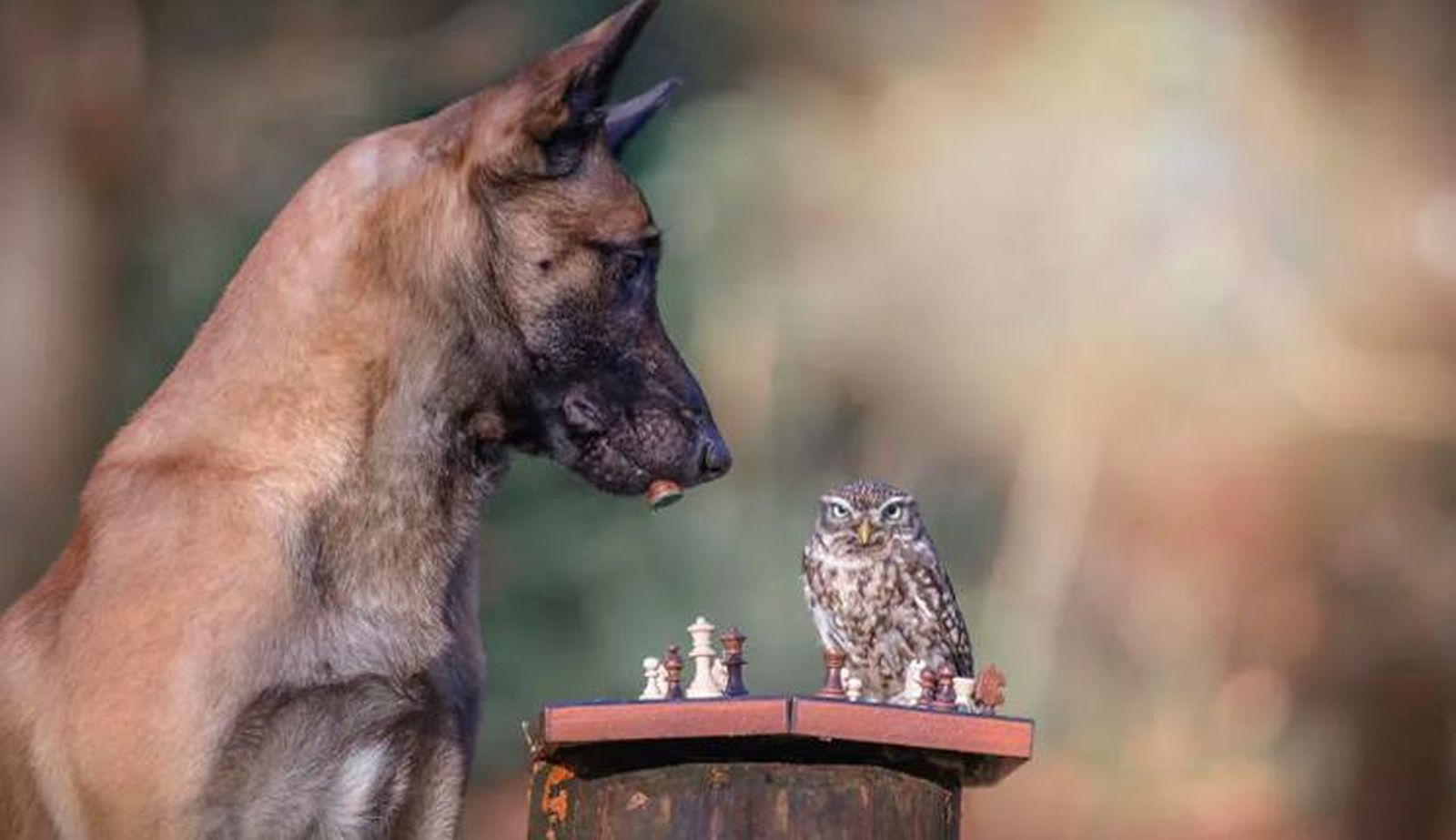 La inolvidable sesión de fotos de un pastor alemán y sus amigos búhos