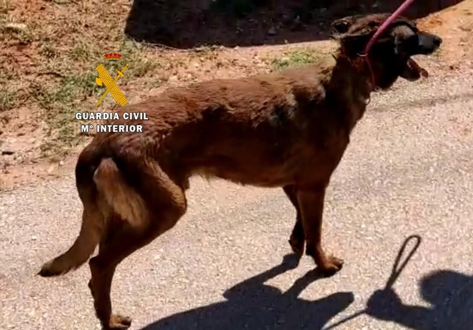 Uno de los perros maltratados. Uno de los perros maltratados.