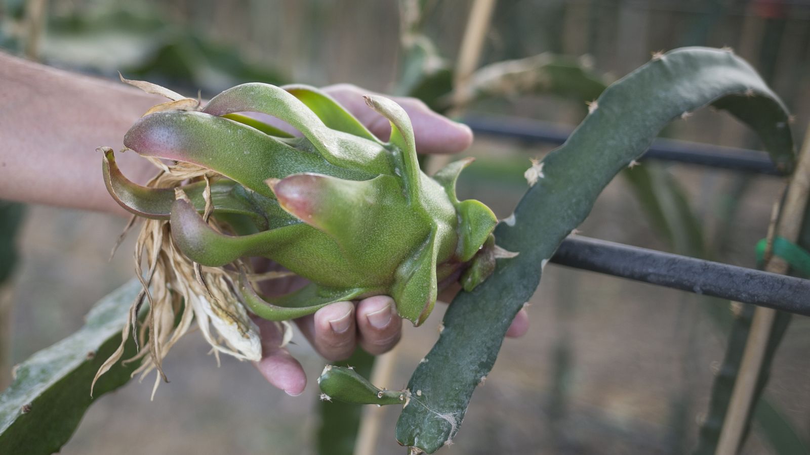 Fruta en proceso de maduración.