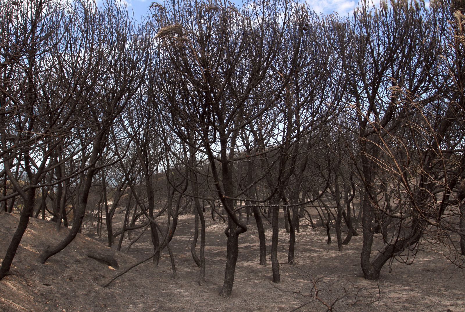 Imágenes de las consecuencias del incendio de Moguer