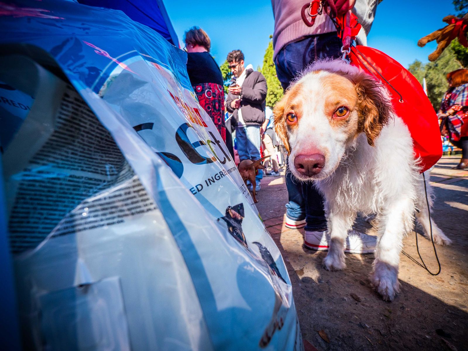 Las imágenes de San Antón 2025 en San Fernando