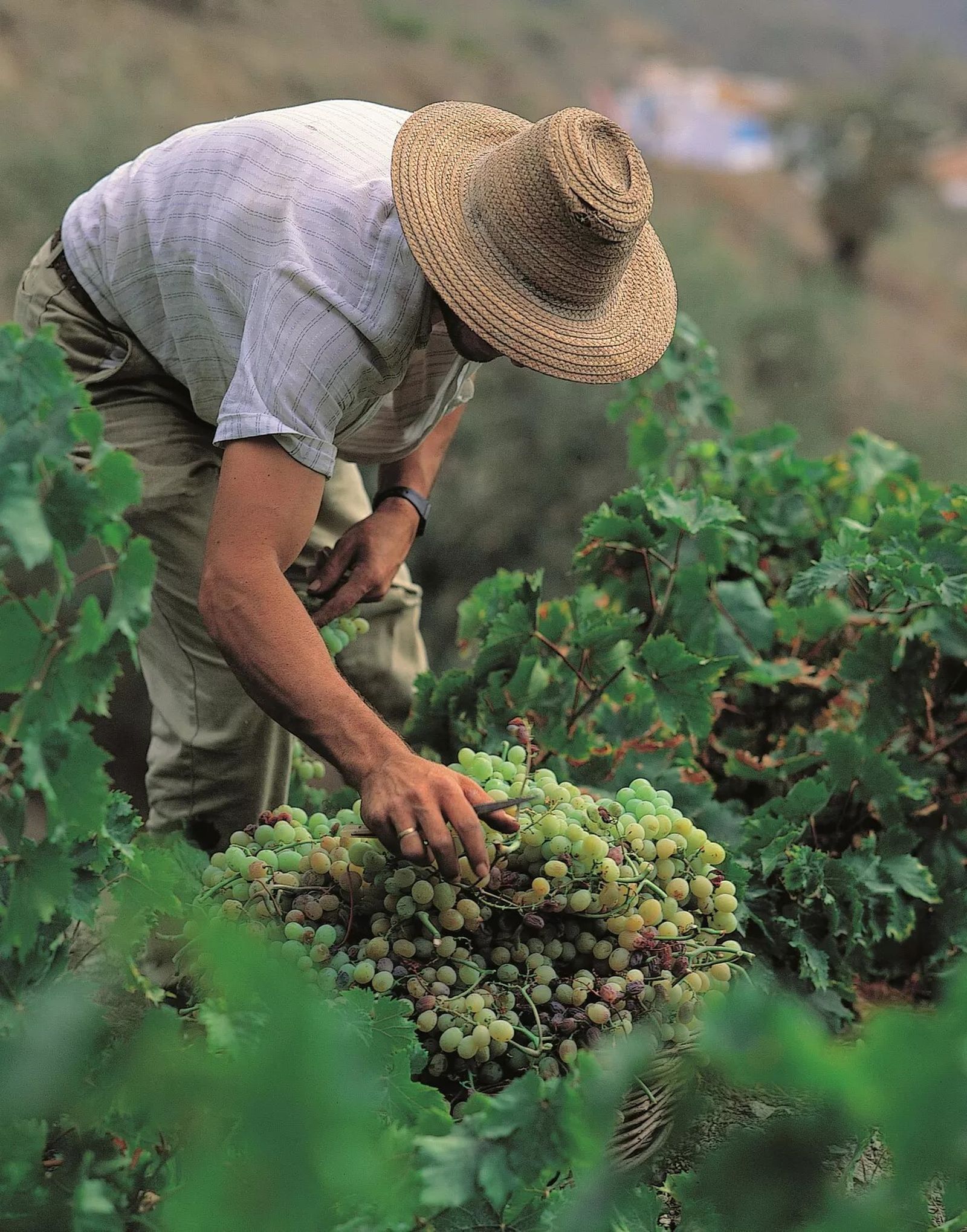 Vendimiando en la Axarquía.