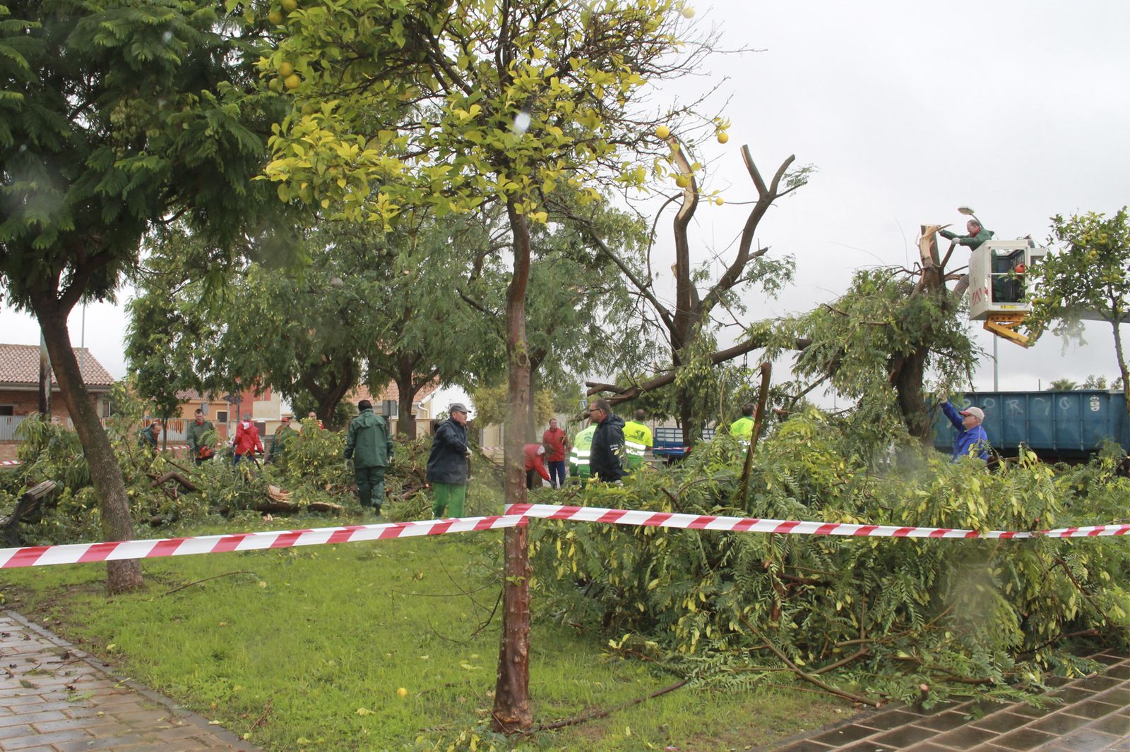 Los operarios municipales reparan los daños que ha ocasionado el tornado en los árboles.
