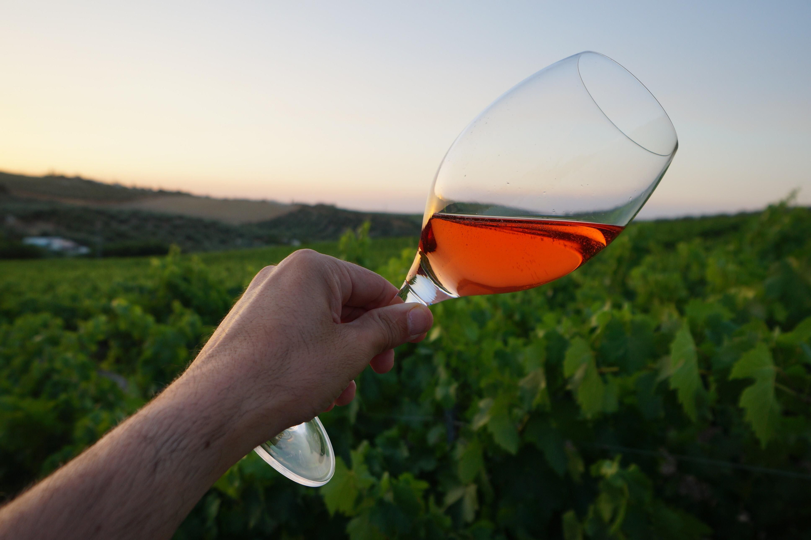 Una copa de vino rosado, en una viña de Montilla.