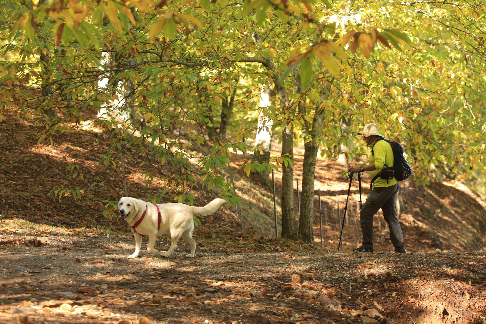 El Bosque de Cobre en el primer otoño de la pandemia