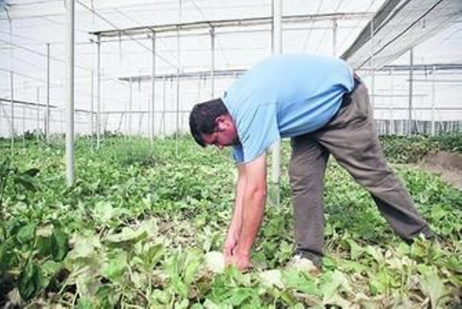 La de peón agrícola, la ocupación más demandada en el último ejercicio