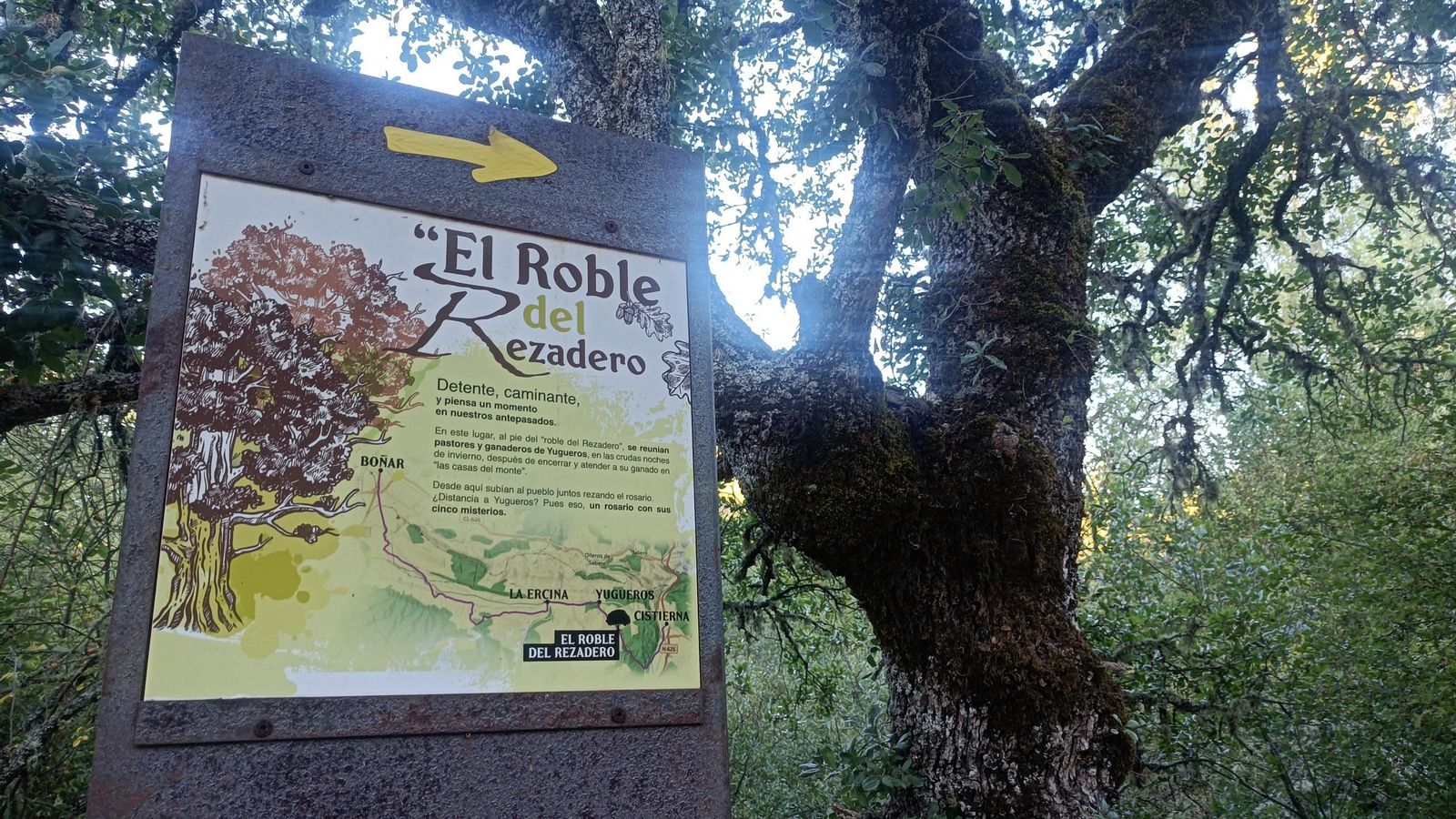 El Roble del Rezadero.