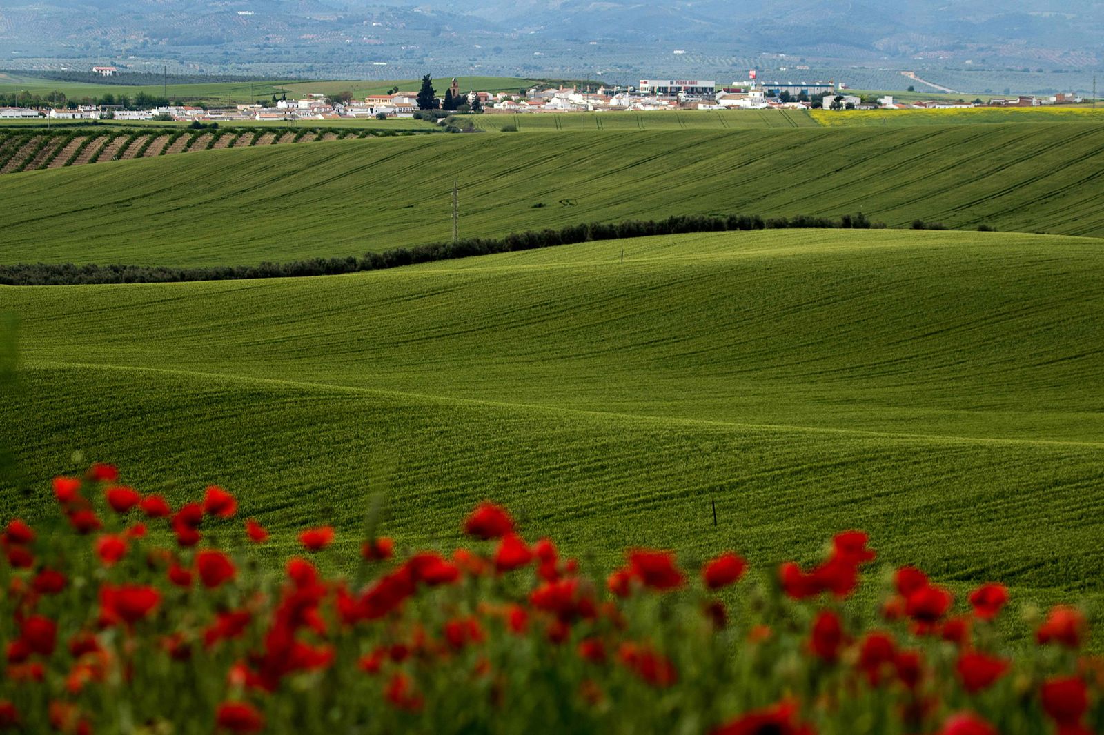 Las alondras ricotí son aves propias de las estepas leñosas.