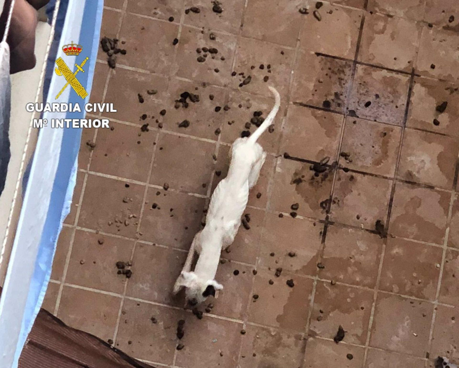 Perro rescatado por la Guardia Civil en Alhendín ante su mal estado