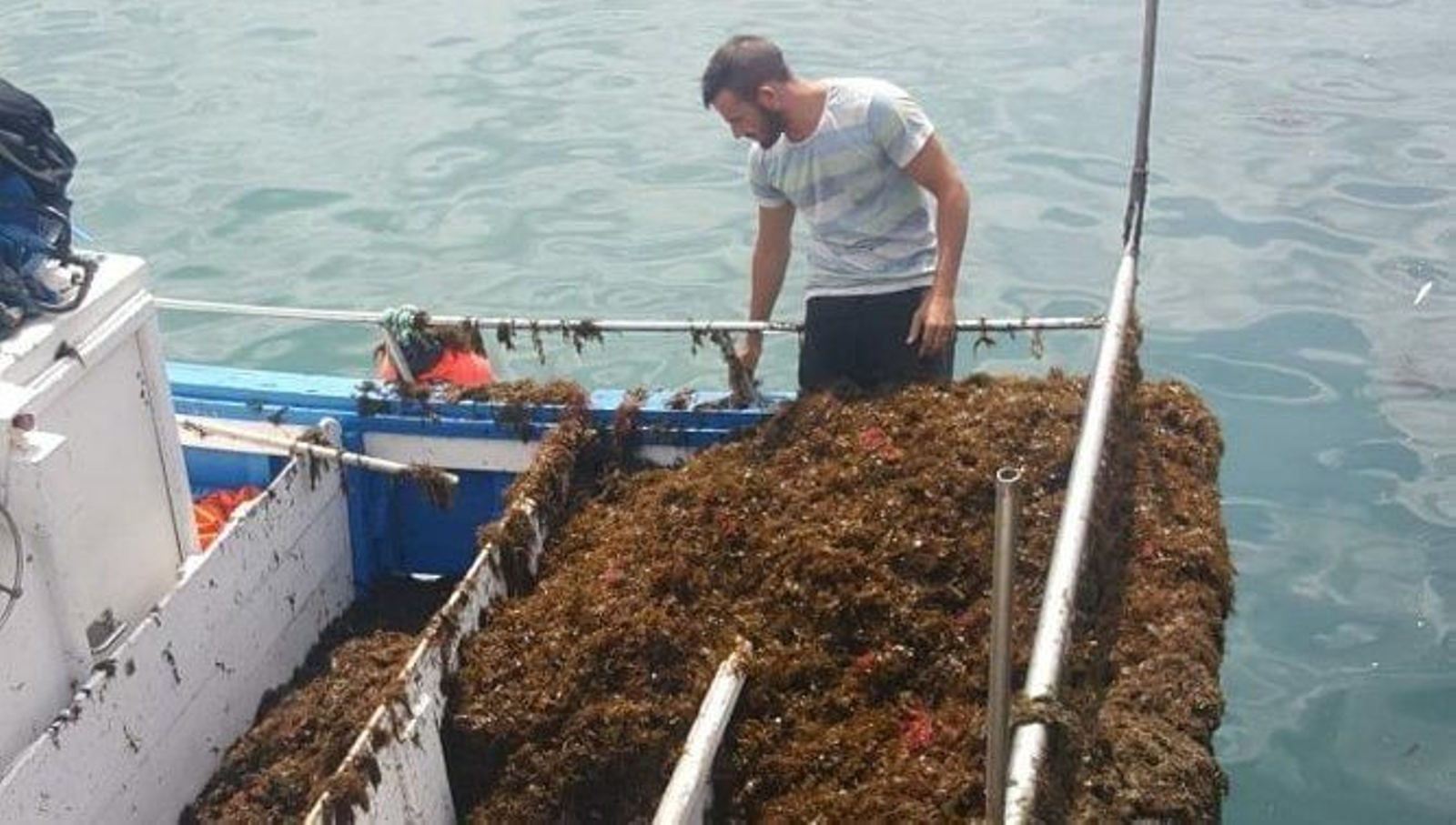 Distintas artes de pesca completamente inutilizadas por el alga asiática.