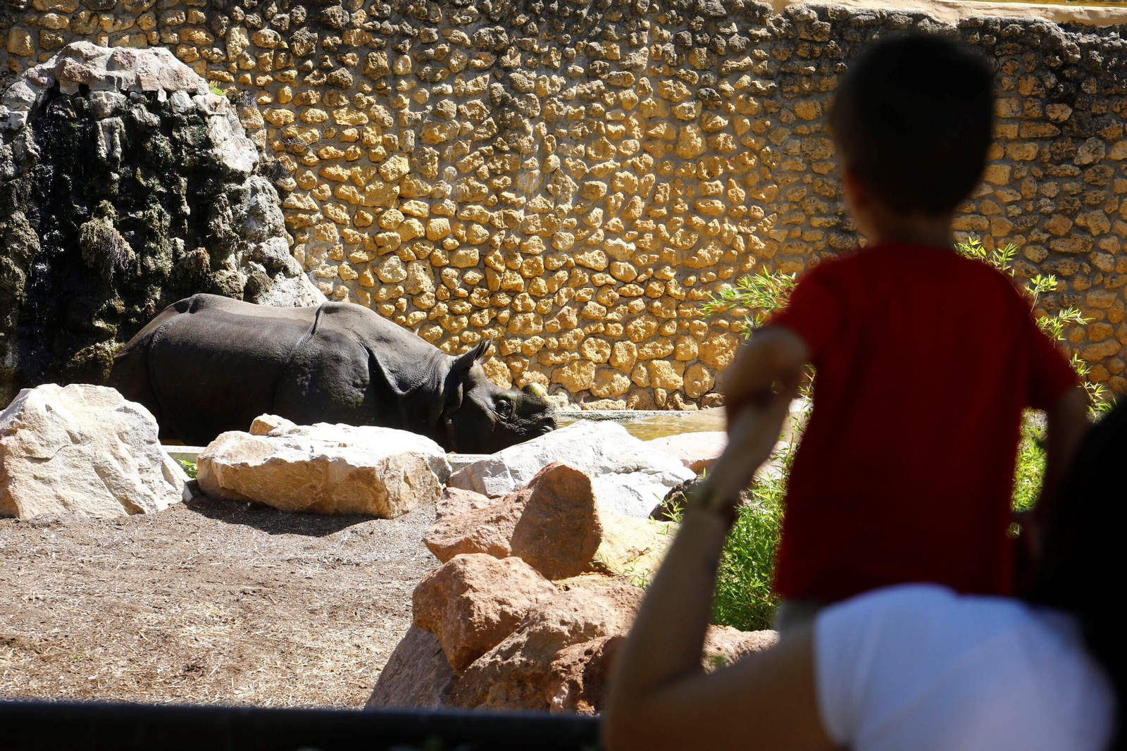 Así es Manas, el rinoceronte indio del Zoo de Córdoba
