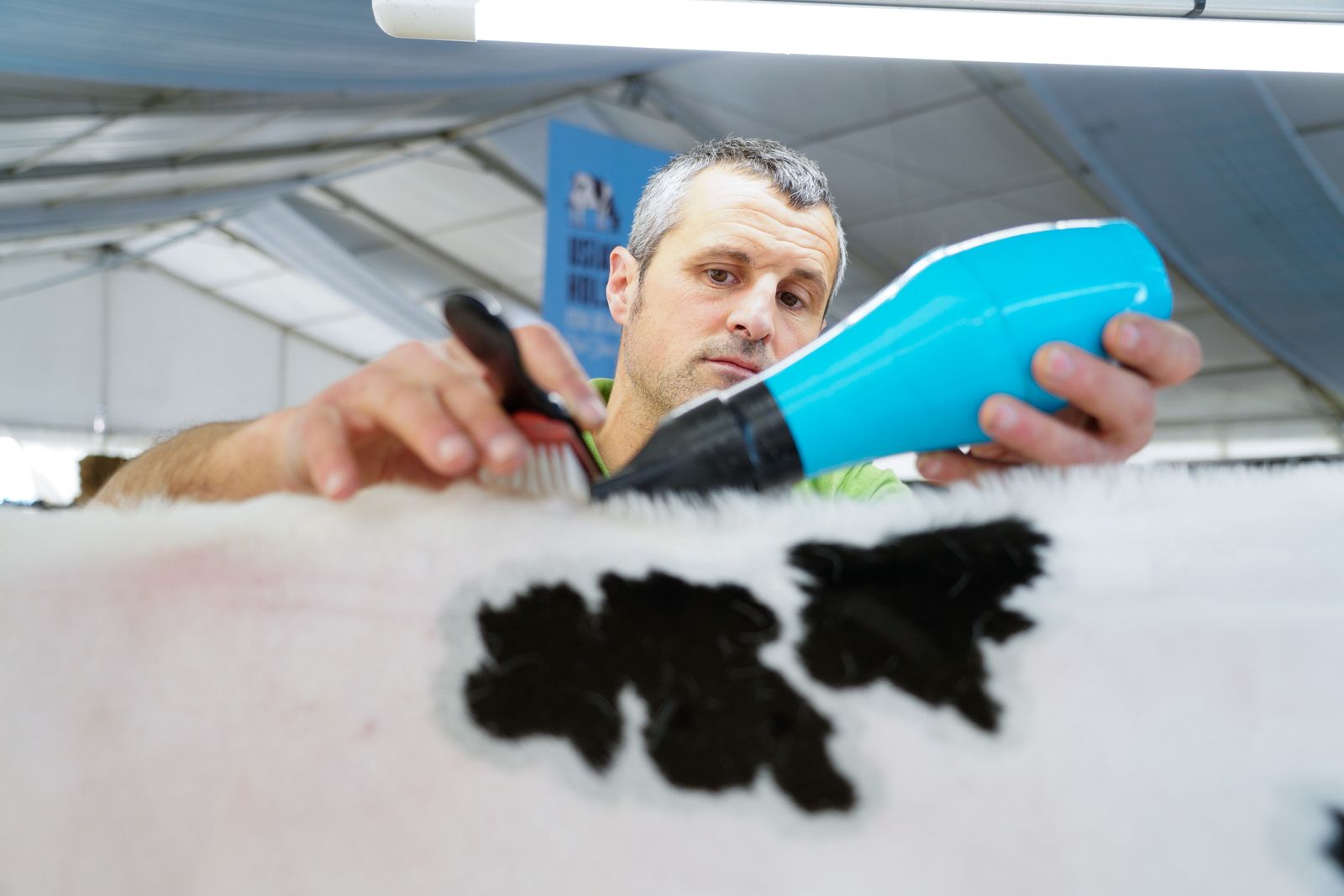 La Feria de Ganado Frisón Usías Holsteins de Dos Torres, en fotografías